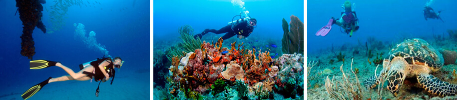 Crewed Scuba Diving Yacht Charter Vacations